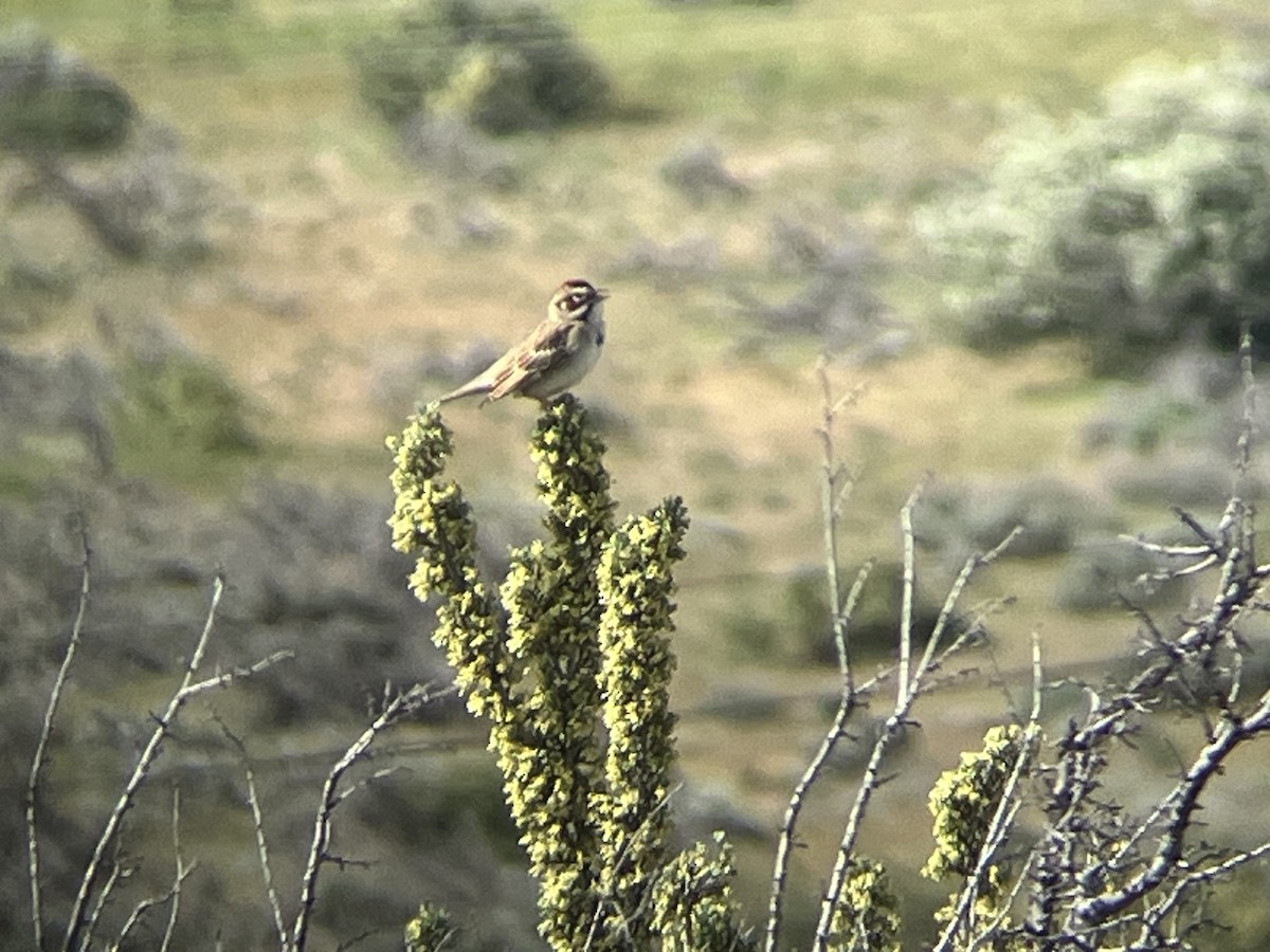 Lark Sparrow - Paul Hardy