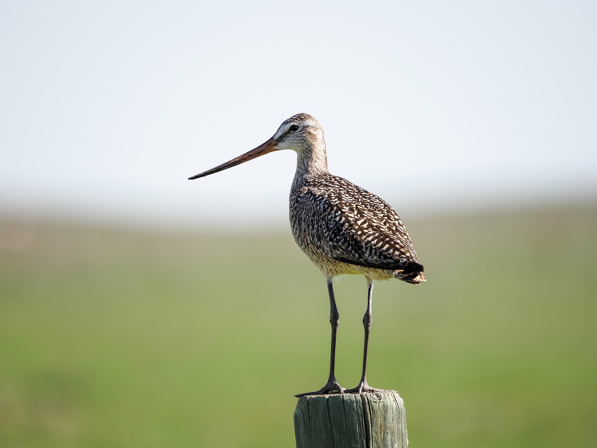 Marbled Godwit - Mark Storey