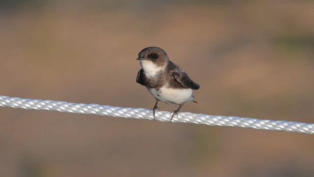 Bank Swallow - ML619304543