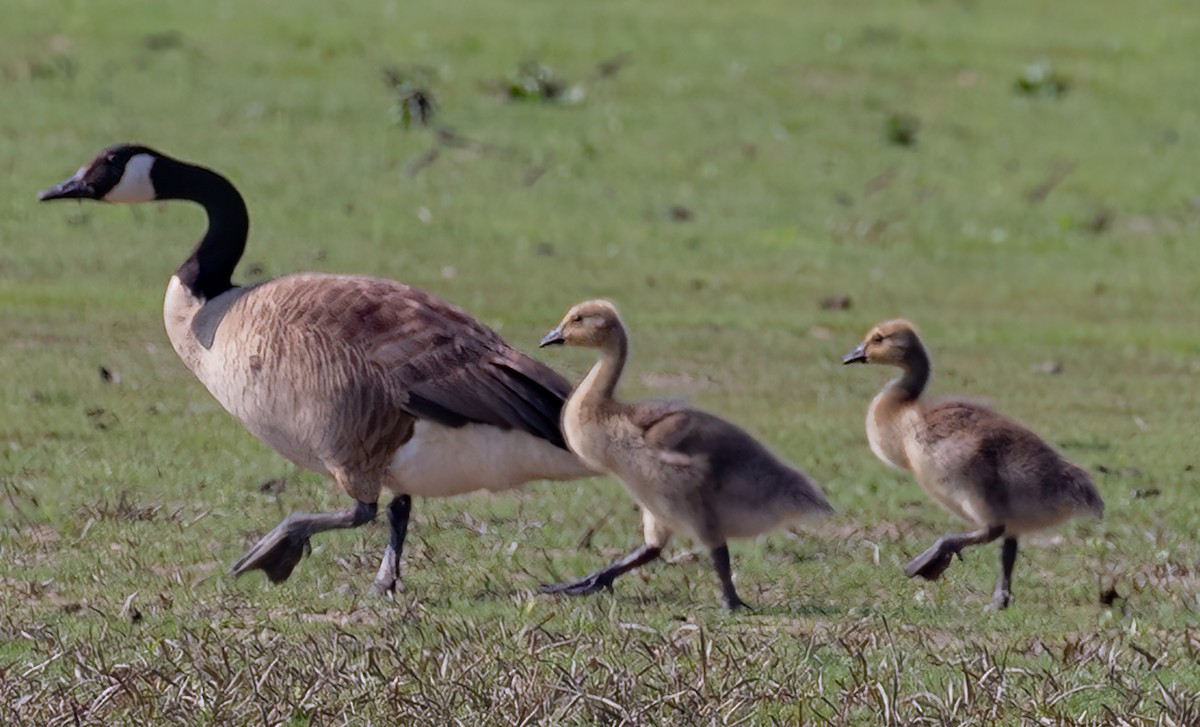 Canada Goose - Kathleen Keef