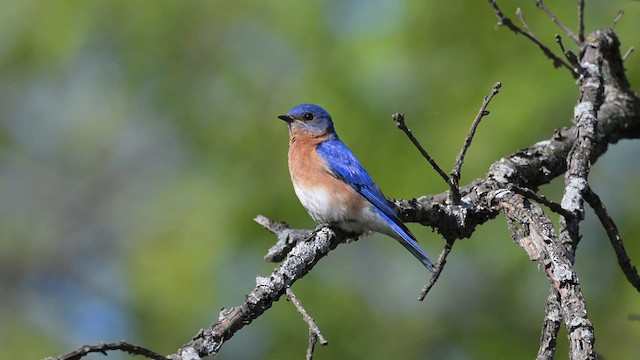 Eastern Bluebird - ML619304552