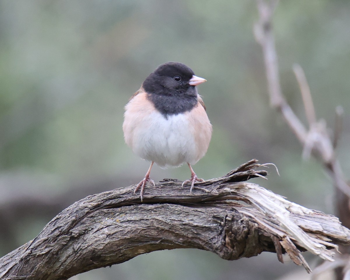 Dark-eyed Junco - Linda Dalton