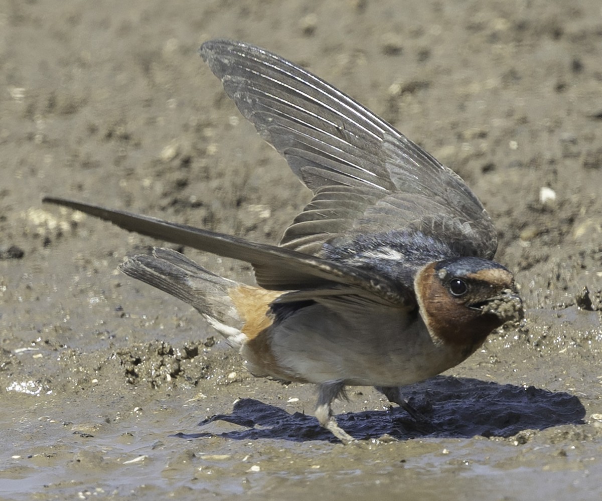 Cliff Swallow - David Muth