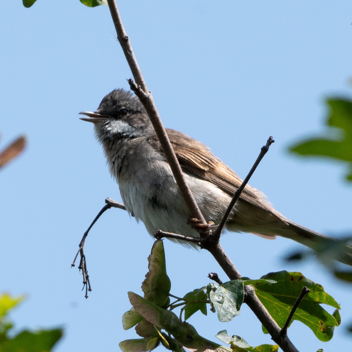 Greater Whitethroat - Peter North