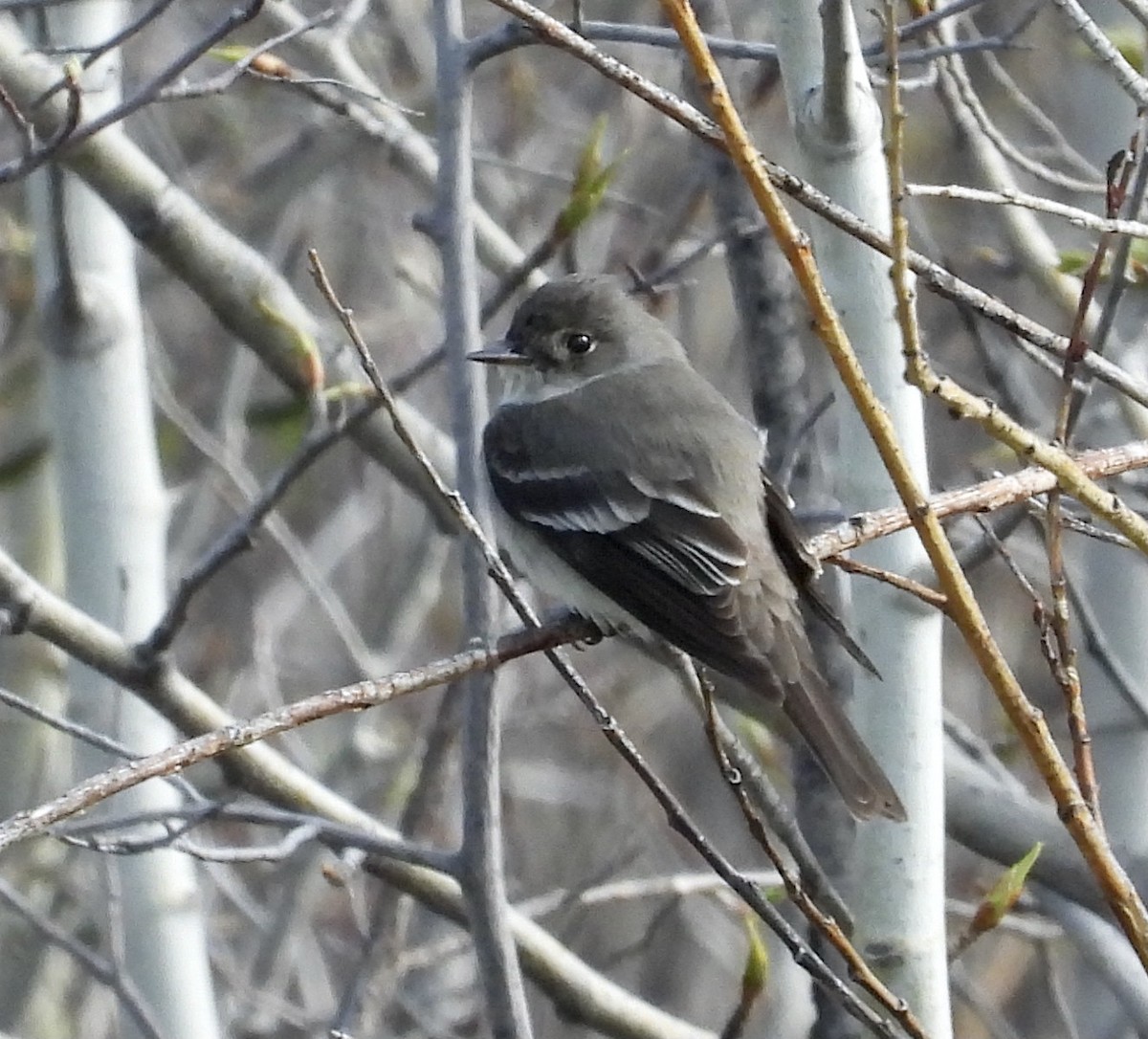 Western Wood-Pewee - Peter Smythe