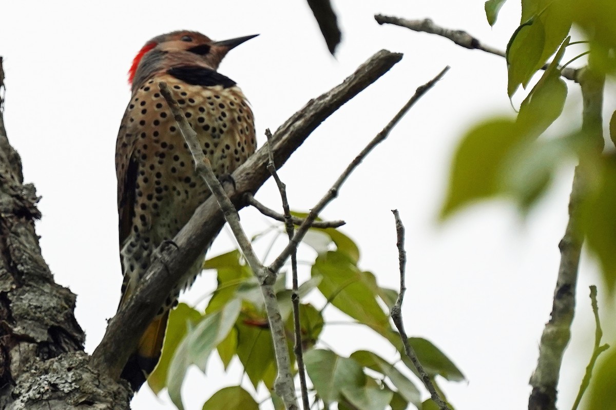 Northern Flicker - Walter Verhoef