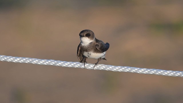 Bank Swallow - ML619304614