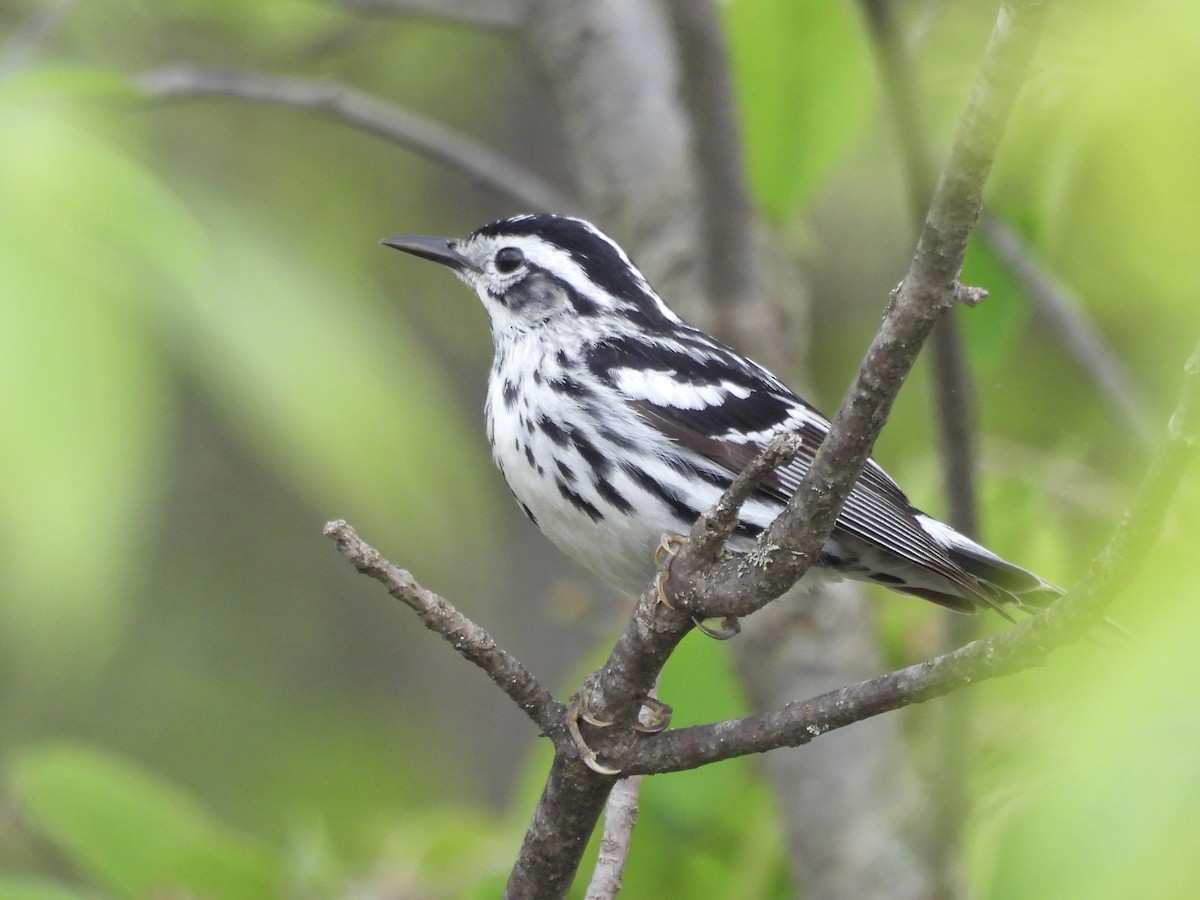 Black-and-white Warbler - ML619304618