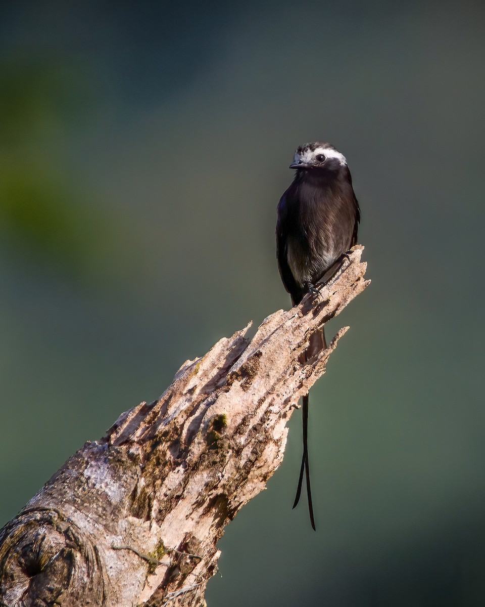 Long-tailed Tyrant - Alexis Vargas