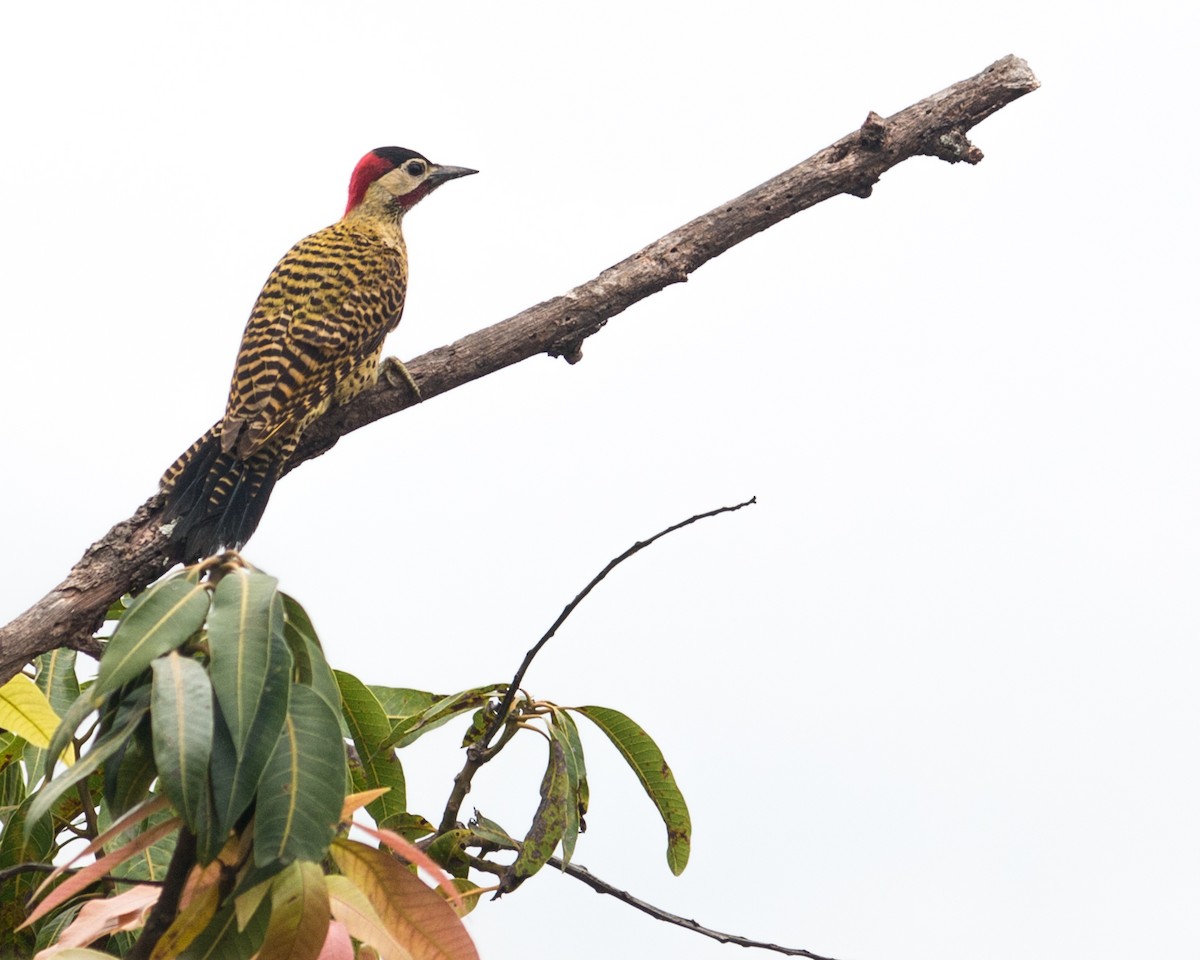 Green-barred Woodpecker - Felipe Gulin