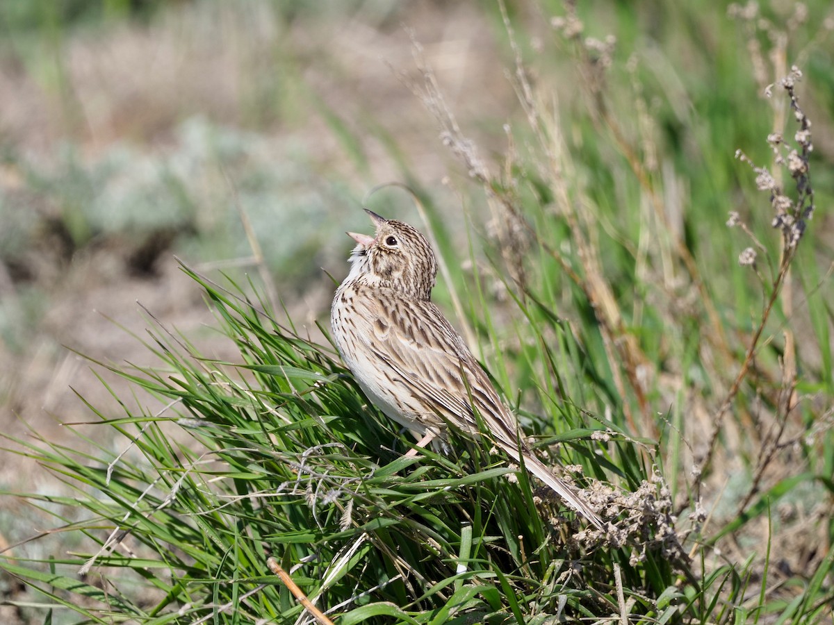 Vesper Sparrow - ML619304631