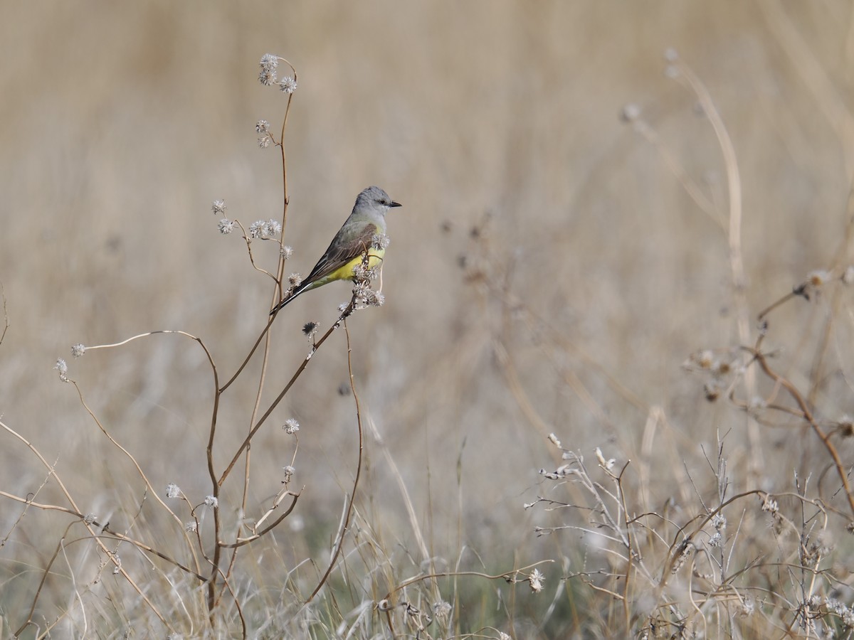 Western Kingbird - ML619304646