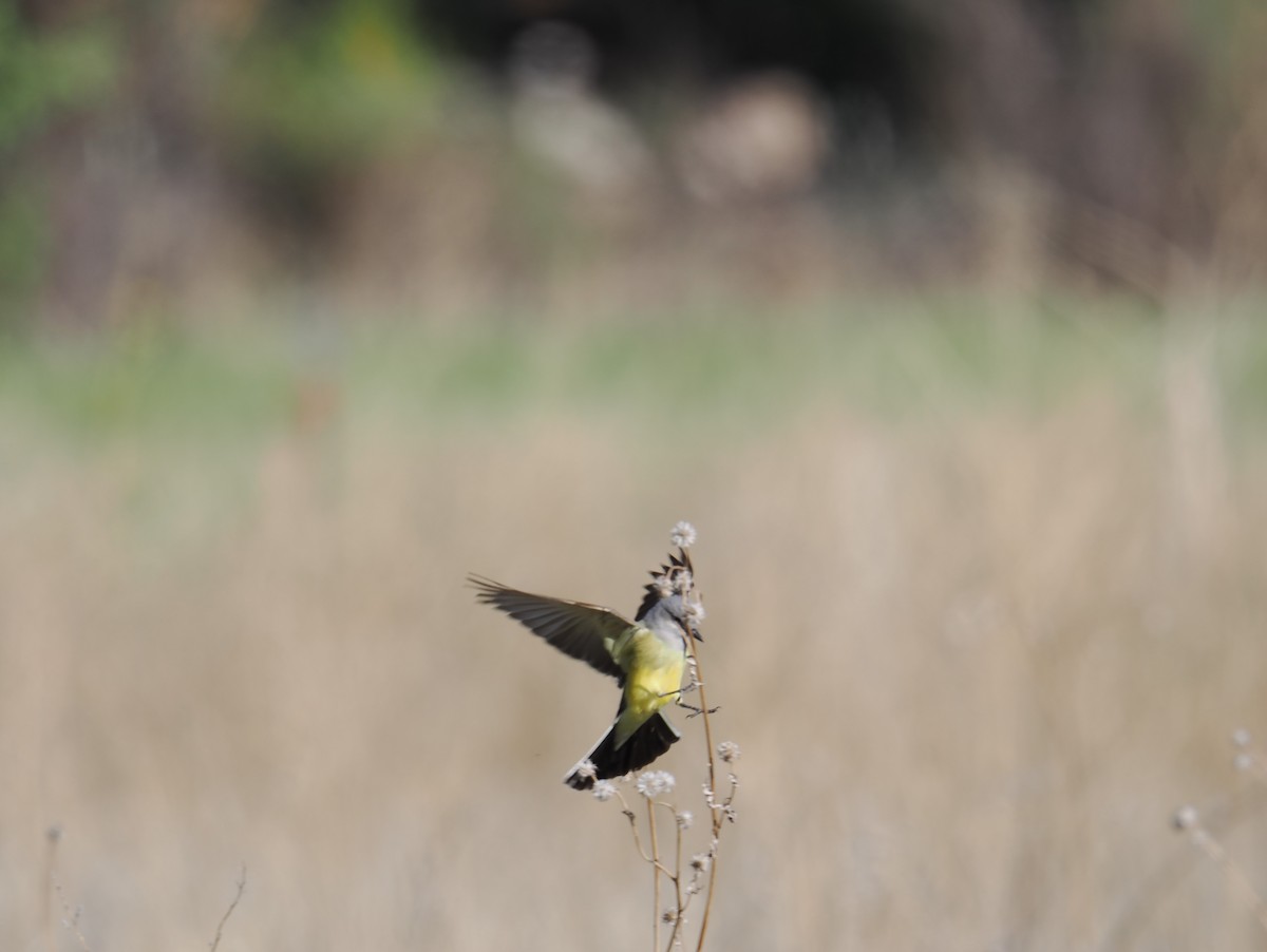 Western Kingbird - ML619304647