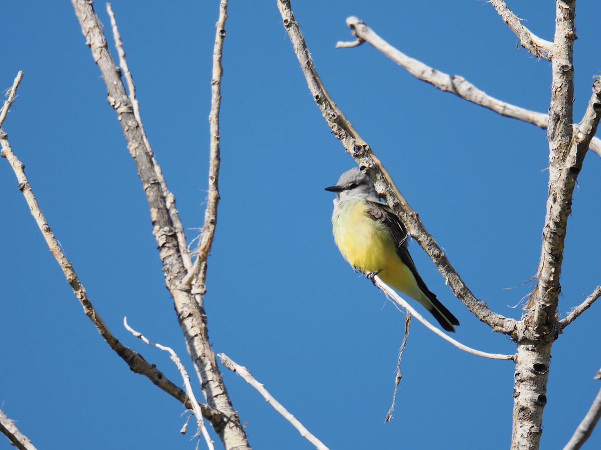 Western Kingbird - ML619304648