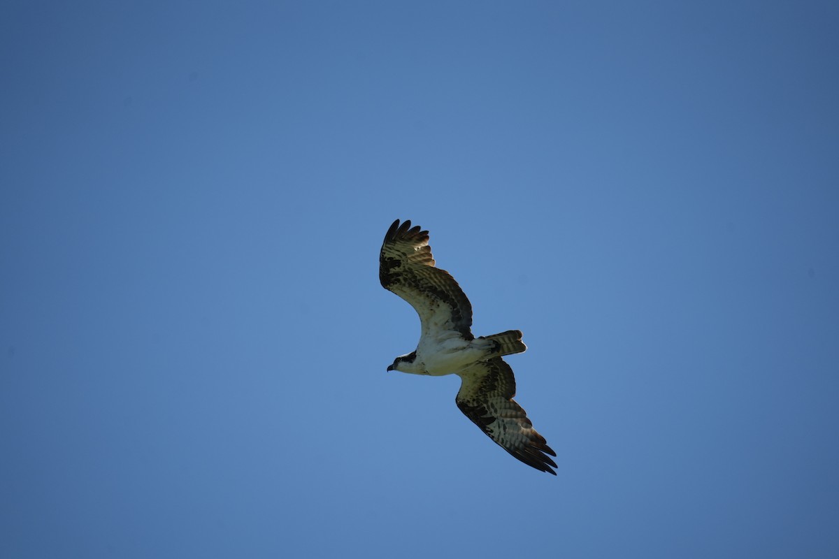 Águila Pescadora - ML619304651