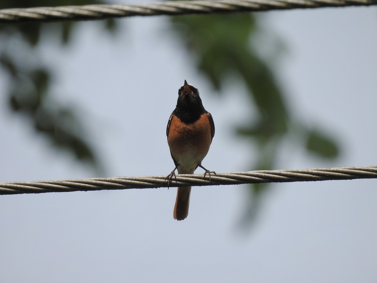 Common Redstart - ML619304655