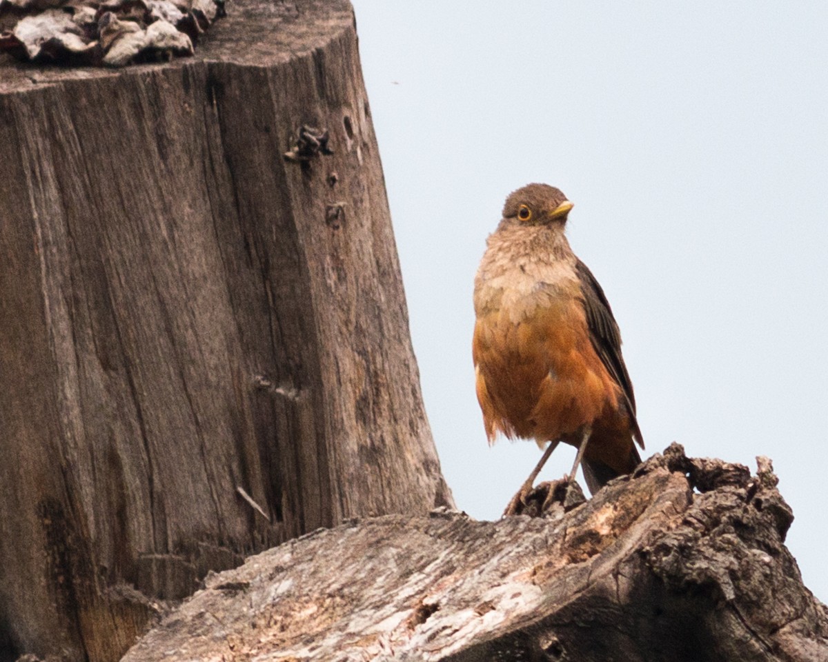 Rufous-bellied Thrush - Felipe Gulin