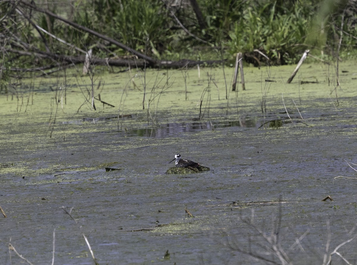 Black-necked Stilt - ML619304658