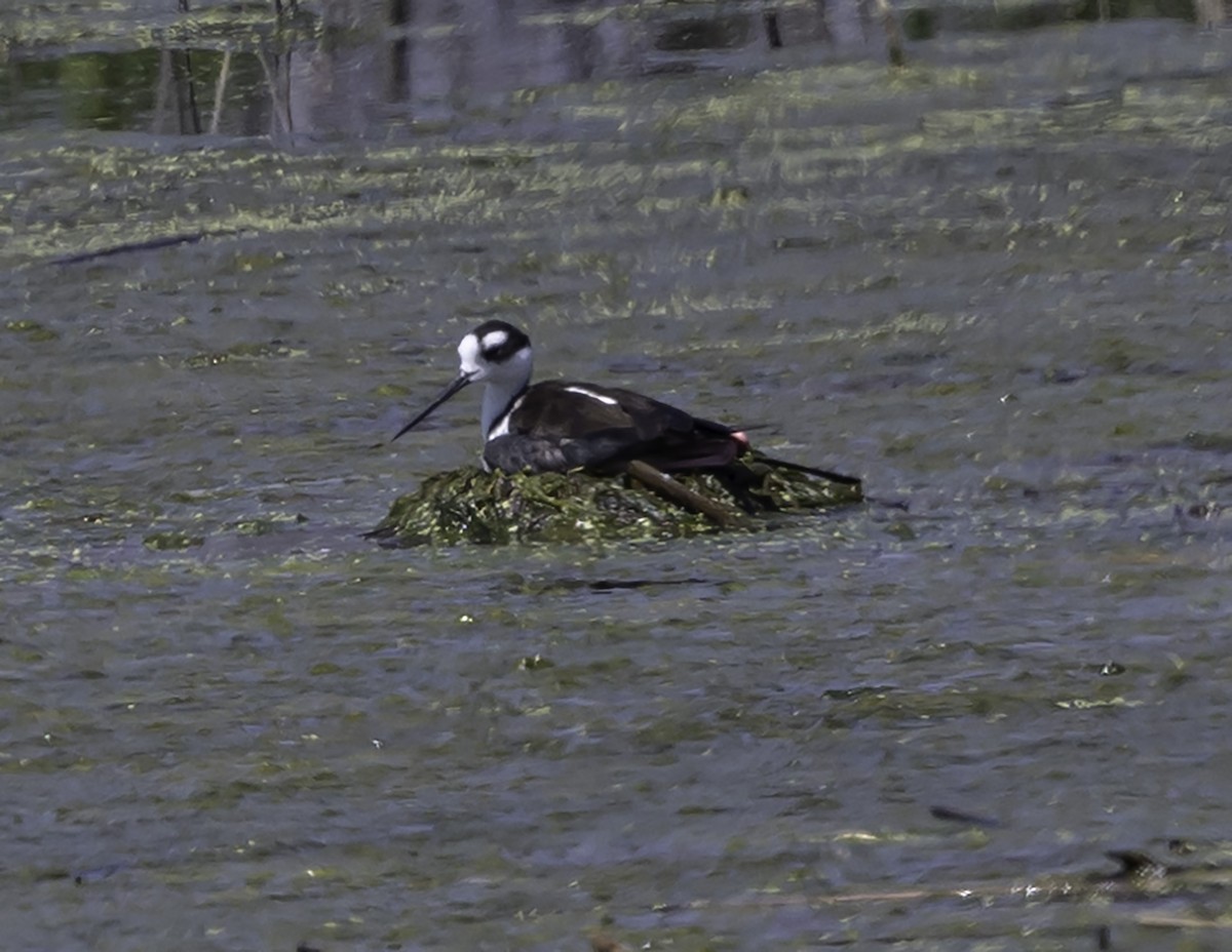 Black-necked Stilt - ML619304659