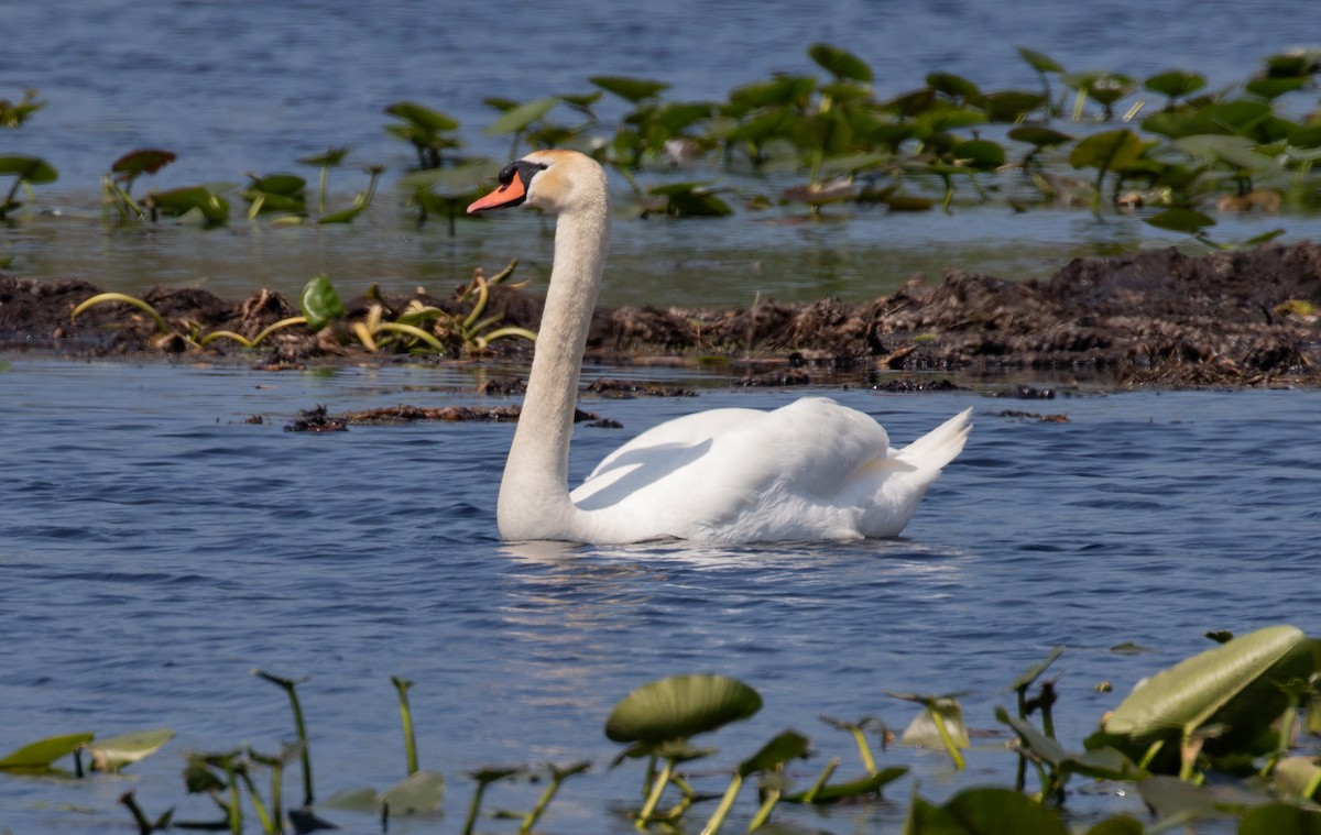 Mute Swan - ML619304667