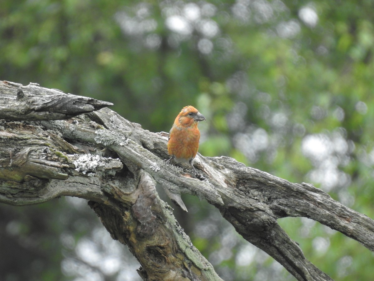 Red Crossbill - ML619304672