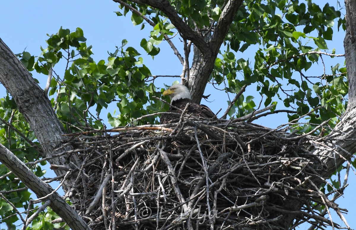 Bald Eagle - Lorri Lilja