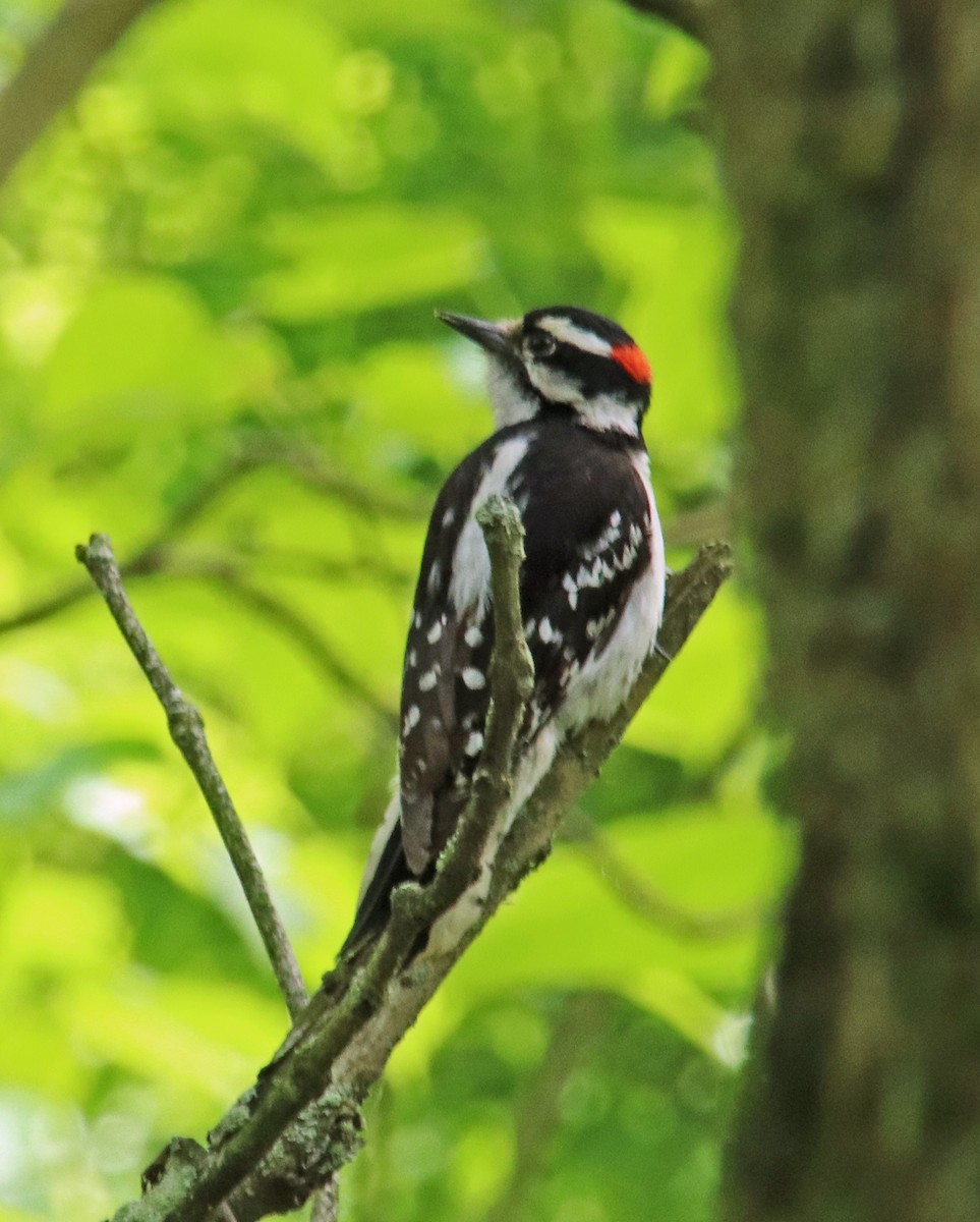 Downy Woodpecker - Tom Nolan