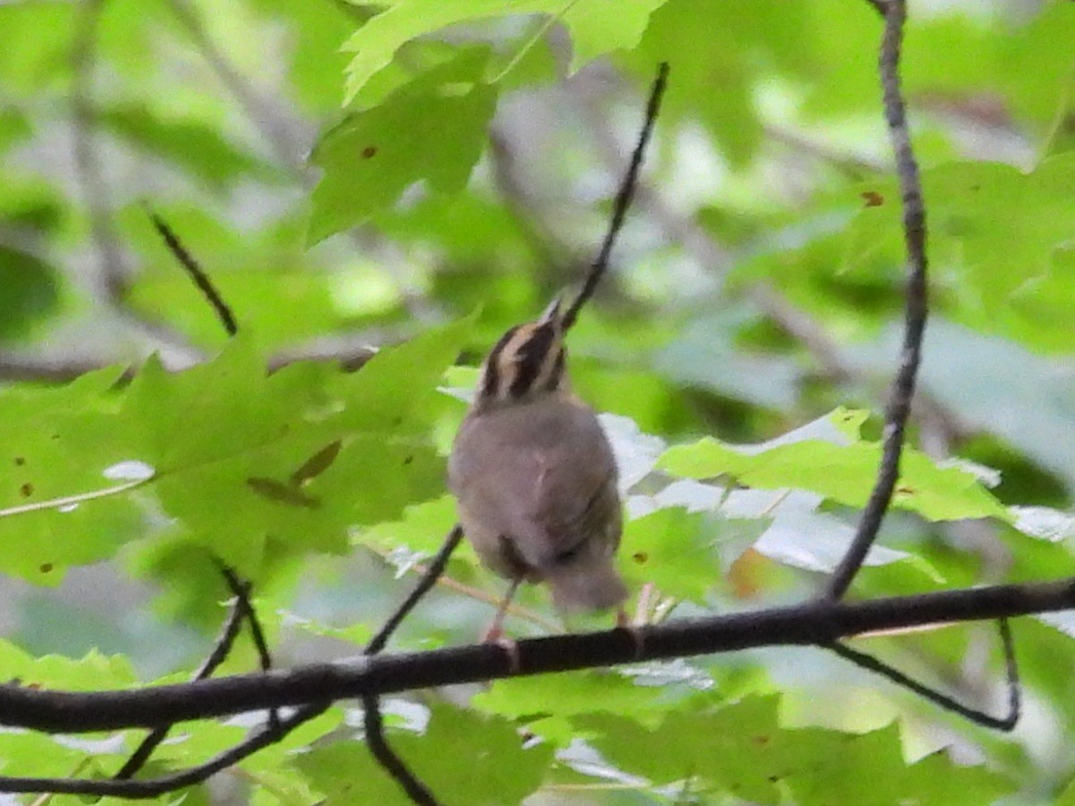 Worm-eating Warbler - ML619304695