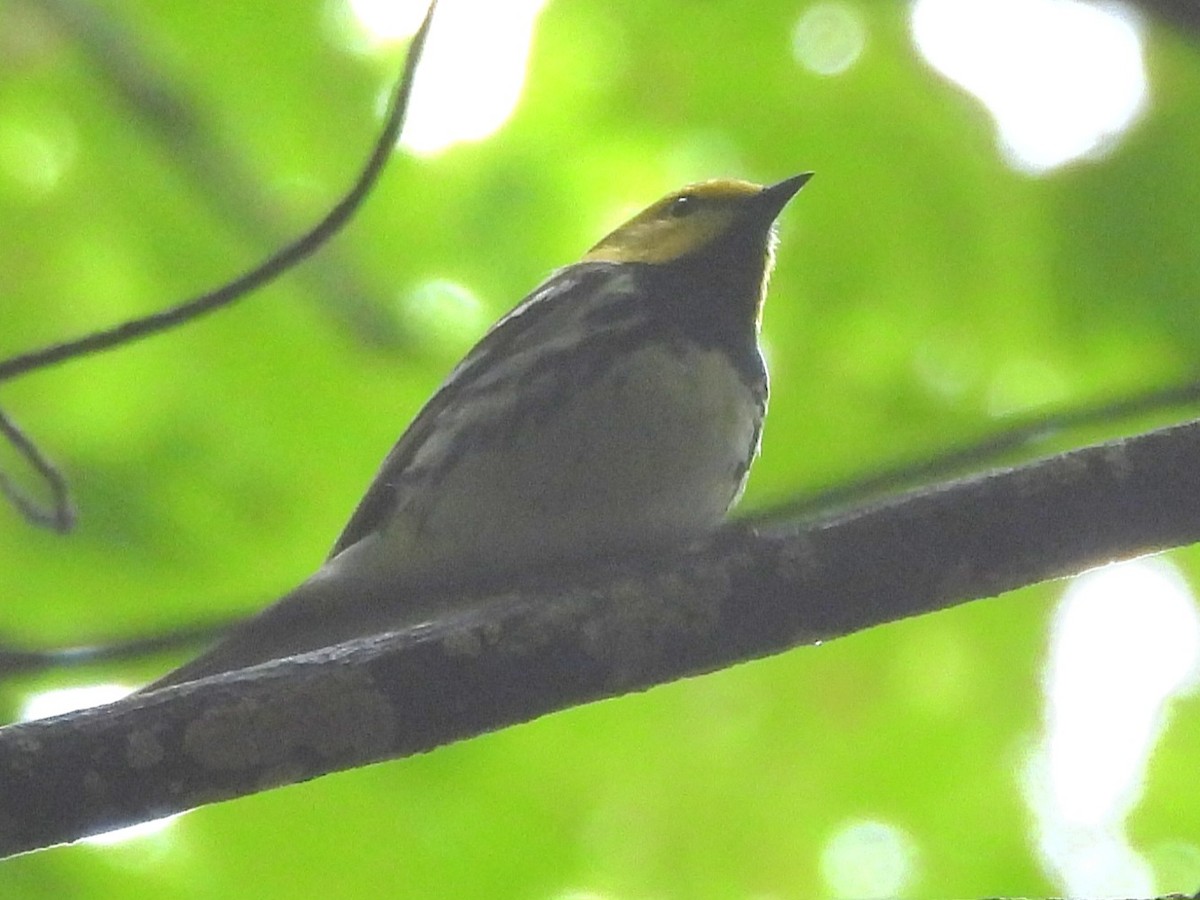 Grünmantel-Waldsänger - ML619304710