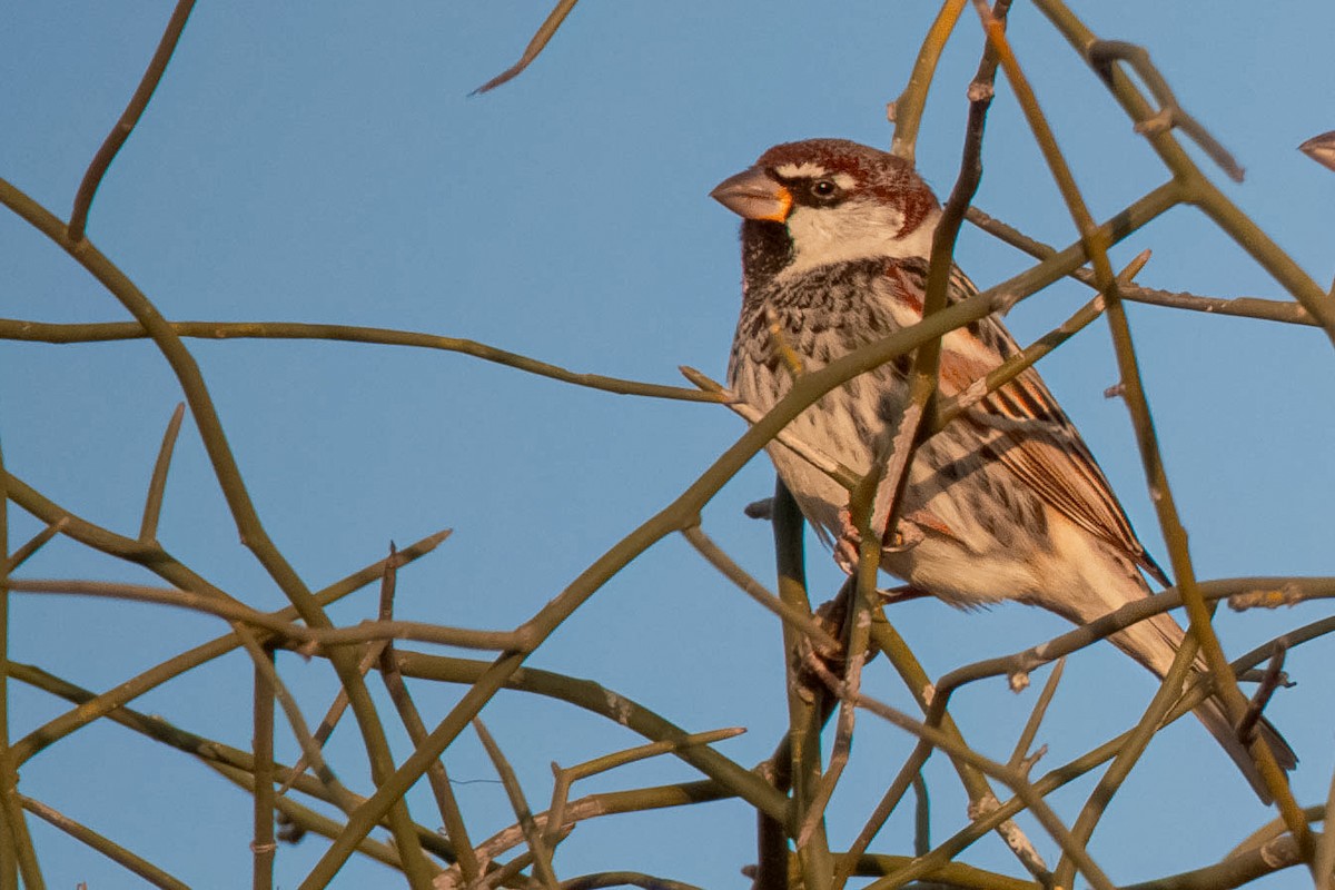 Spanish Sparrow - ML619304716