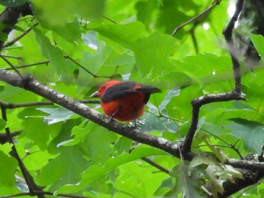 Scarlet Tanager - ML619304722