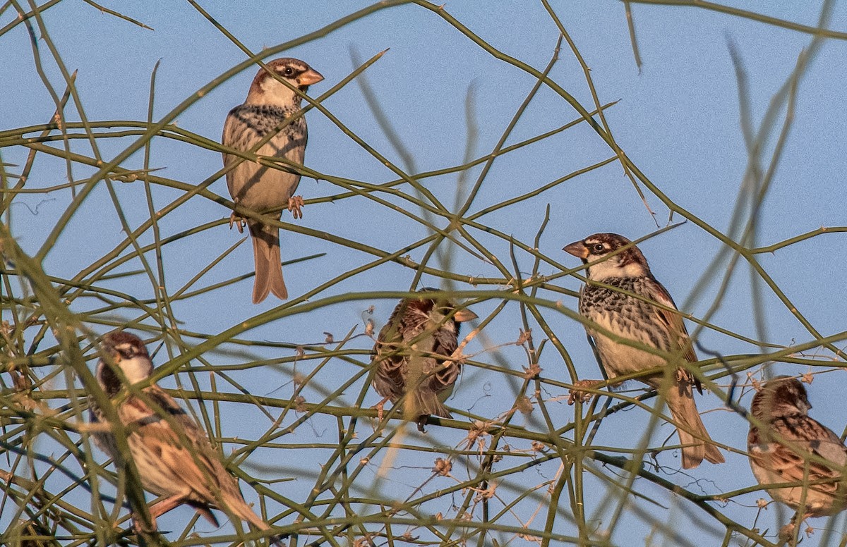 Spanish Sparrow - Shantanu Majumdar