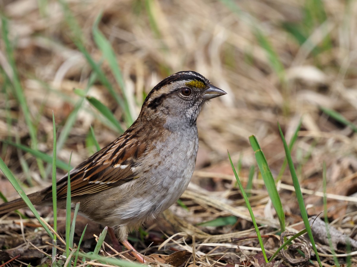 White-throated Sparrow - Mark Storey