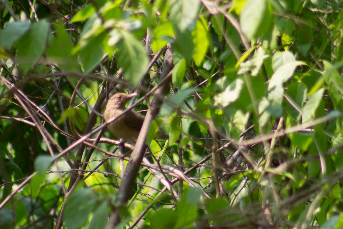 Clay-colored Thrush - Adalberto Gonzalez