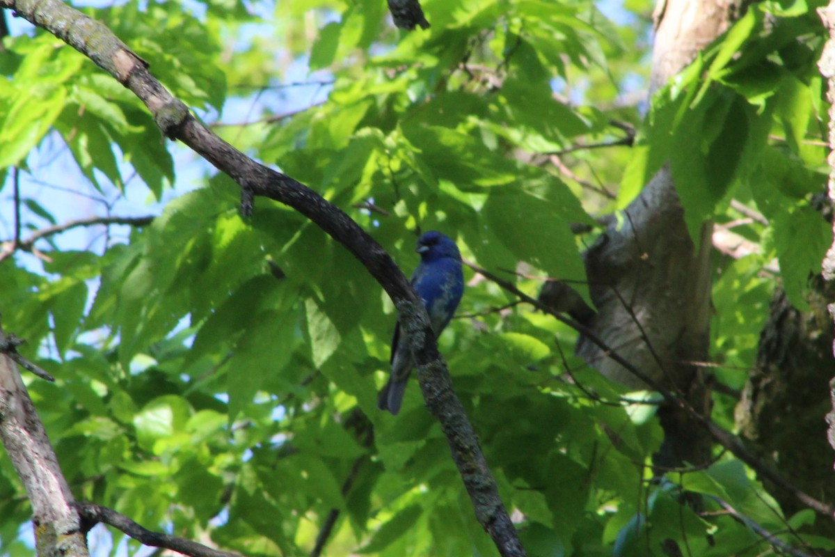 Indigo Bunting - Daniel Edwards