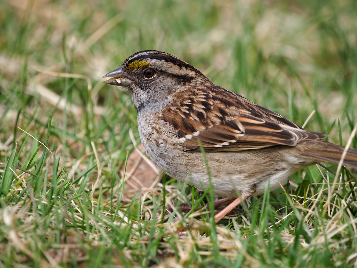 White-throated Sparrow - Mark Storey