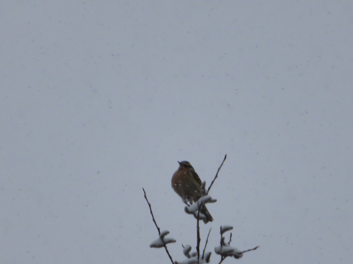 Rufous-breasted Accentor - ML619304745