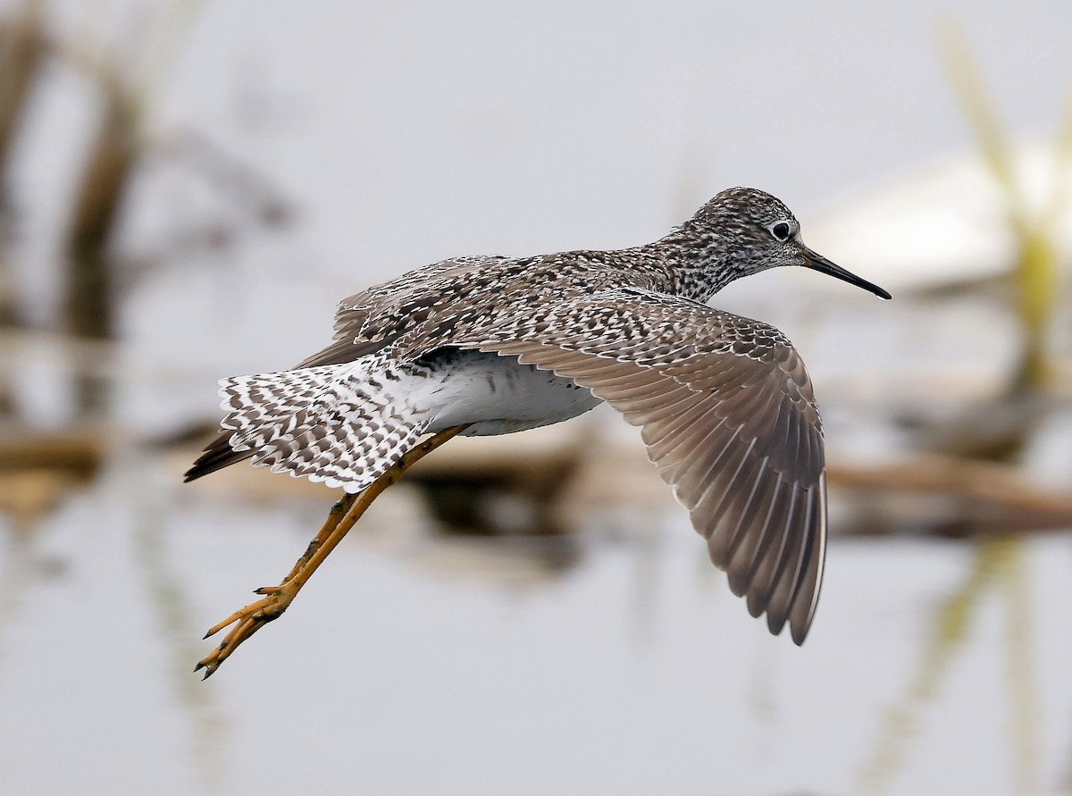 Lesser Yellowlegs - Charles Fitzpatrick