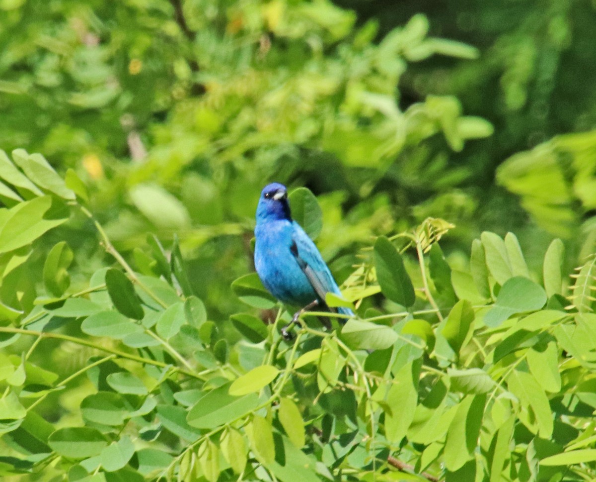 Indigo Bunting - Tom Nolan