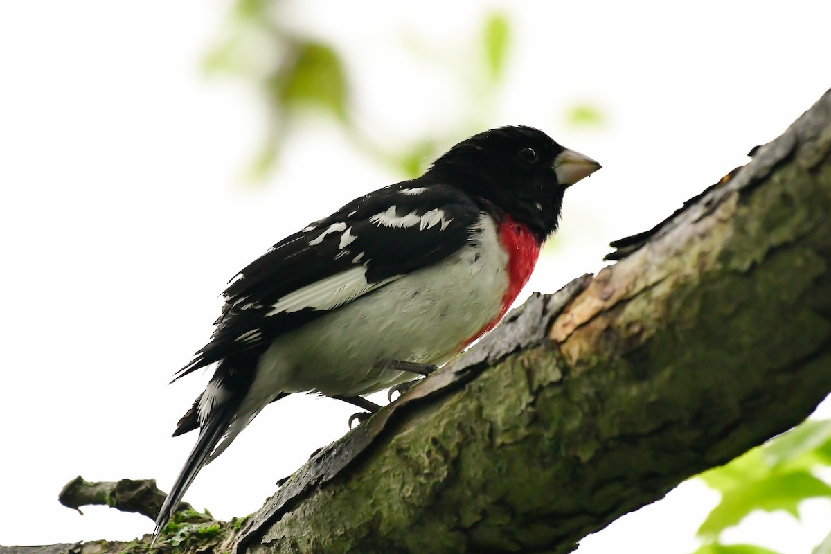 Rose-breasted Grosbeak - Cristine Van Dyke