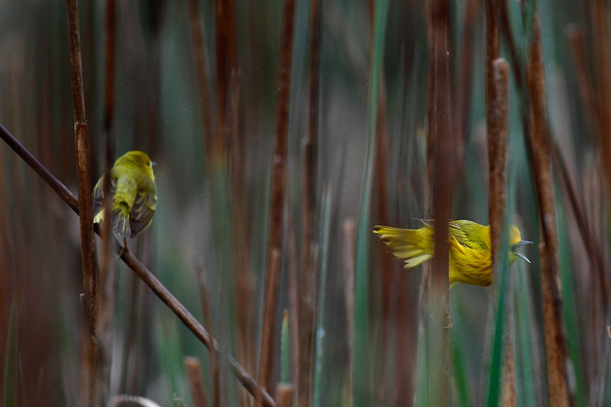 Yellow Warbler - Cristine Van Dyke