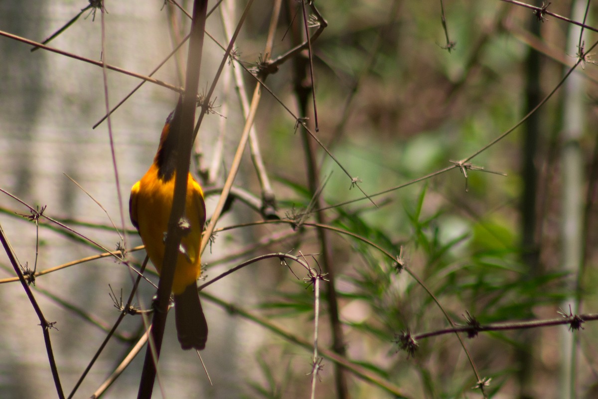 Streak-backed Oriole - Adalberto Gonzalez