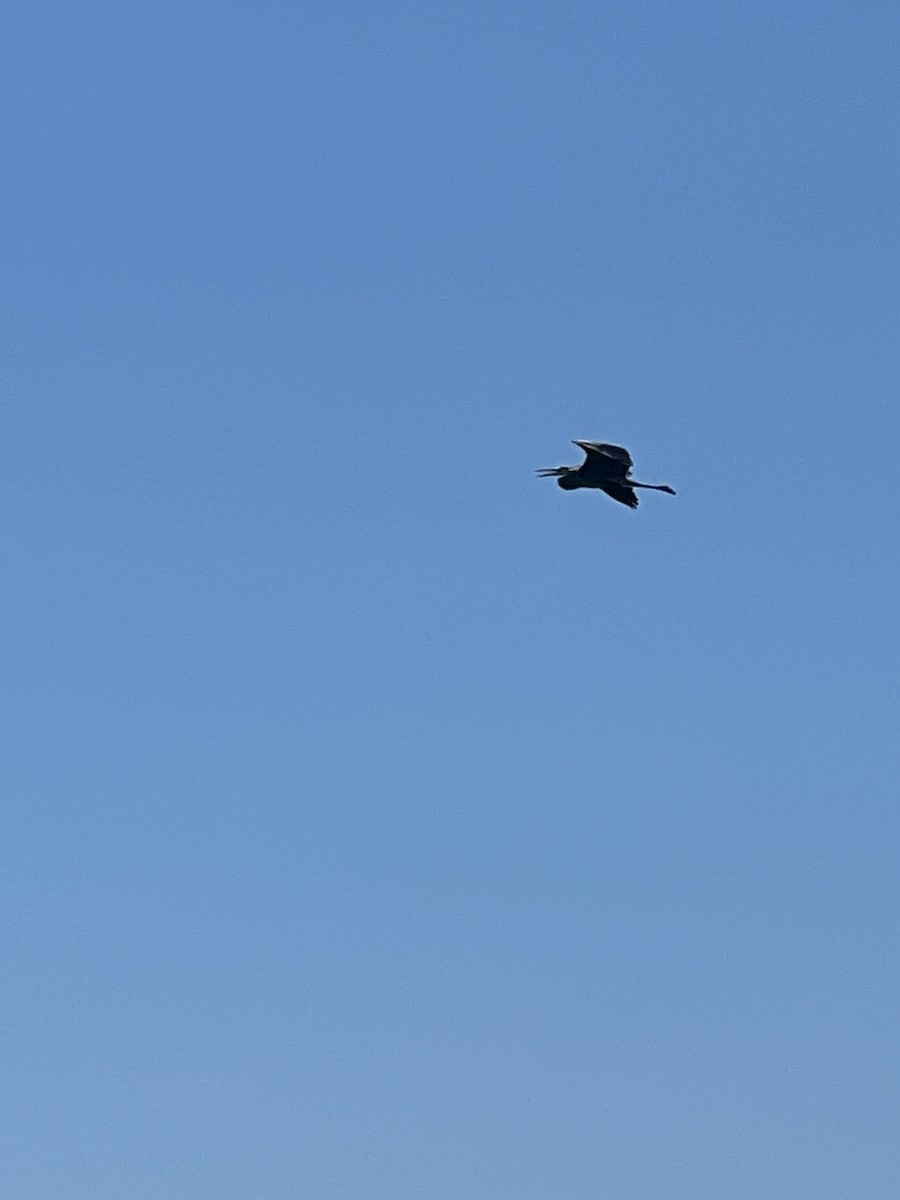 Great Blue Heron - Ayshia Sigler