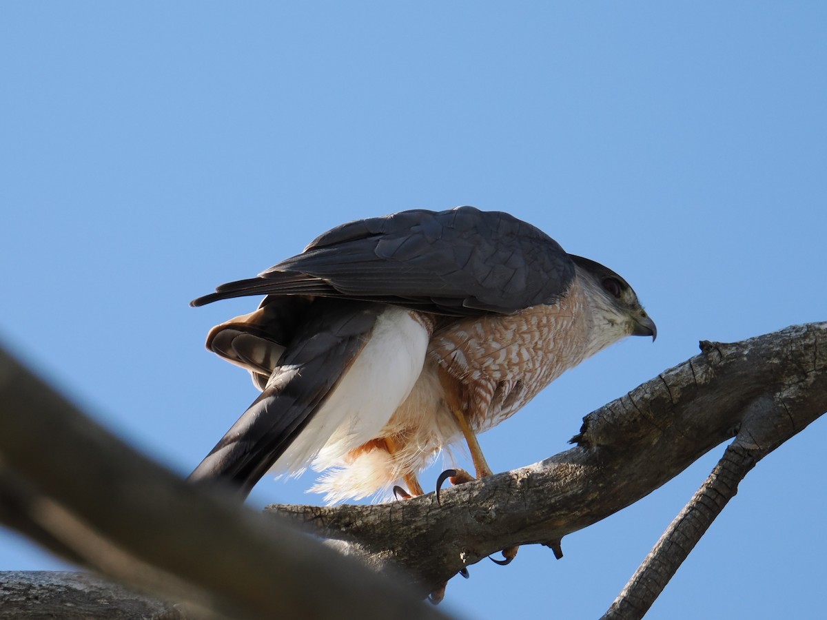 Cooper's Hawk - ML619304775