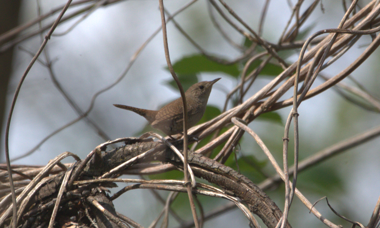 House Wren - ML619304781