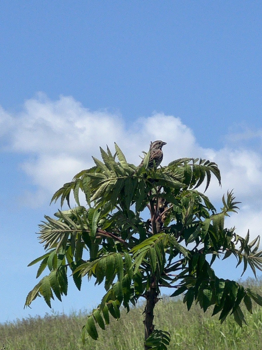 Song Sparrow - Ayshia Sigler