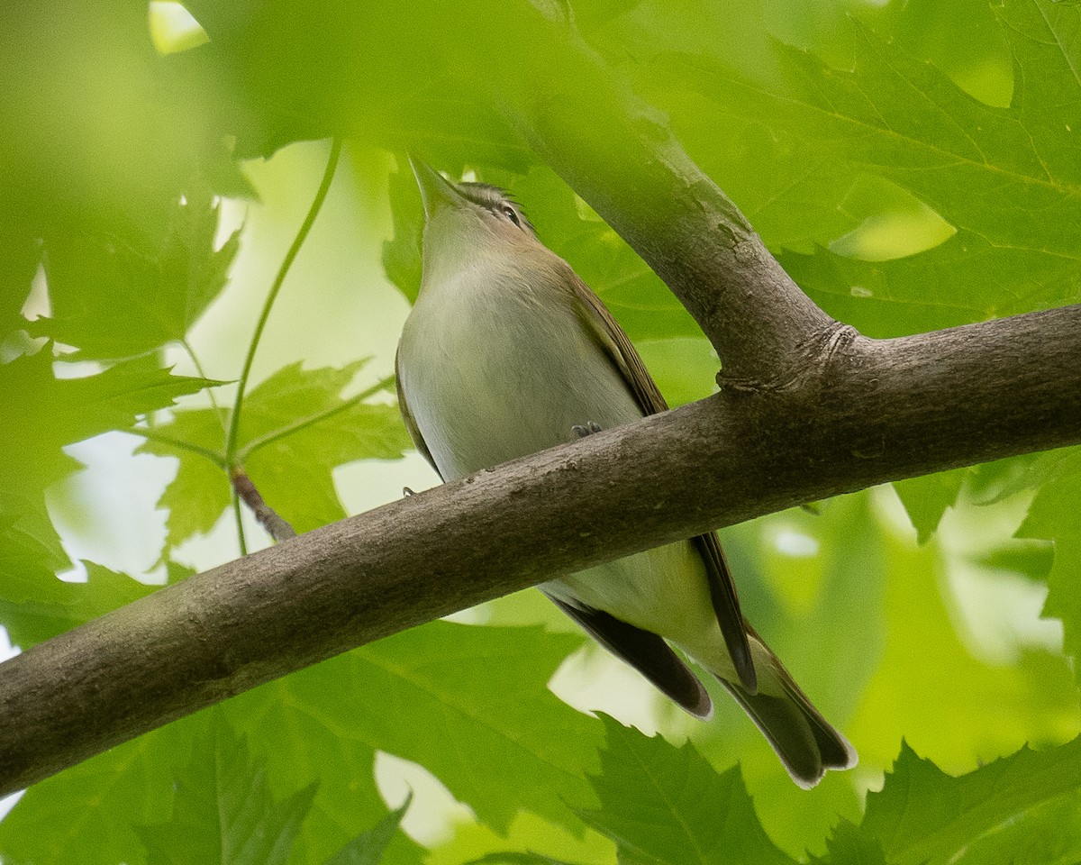 Red-eyed Vireo - Mike Schijf