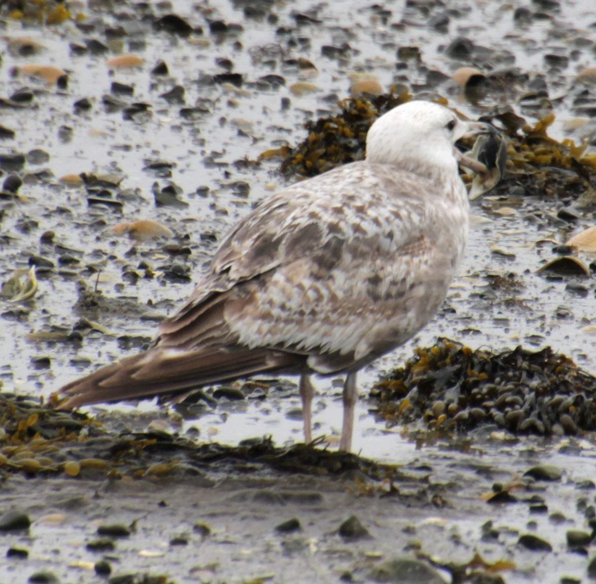 Herring Gull (American) - Samuel Harris