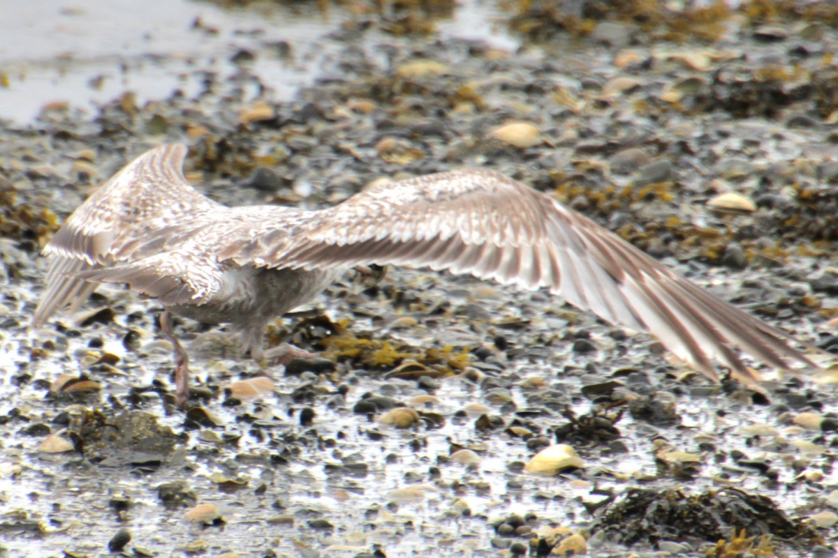 Herring Gull (American) - Samuel Harris