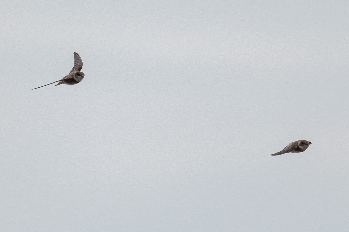 Bank Swallow - Mike Schijf